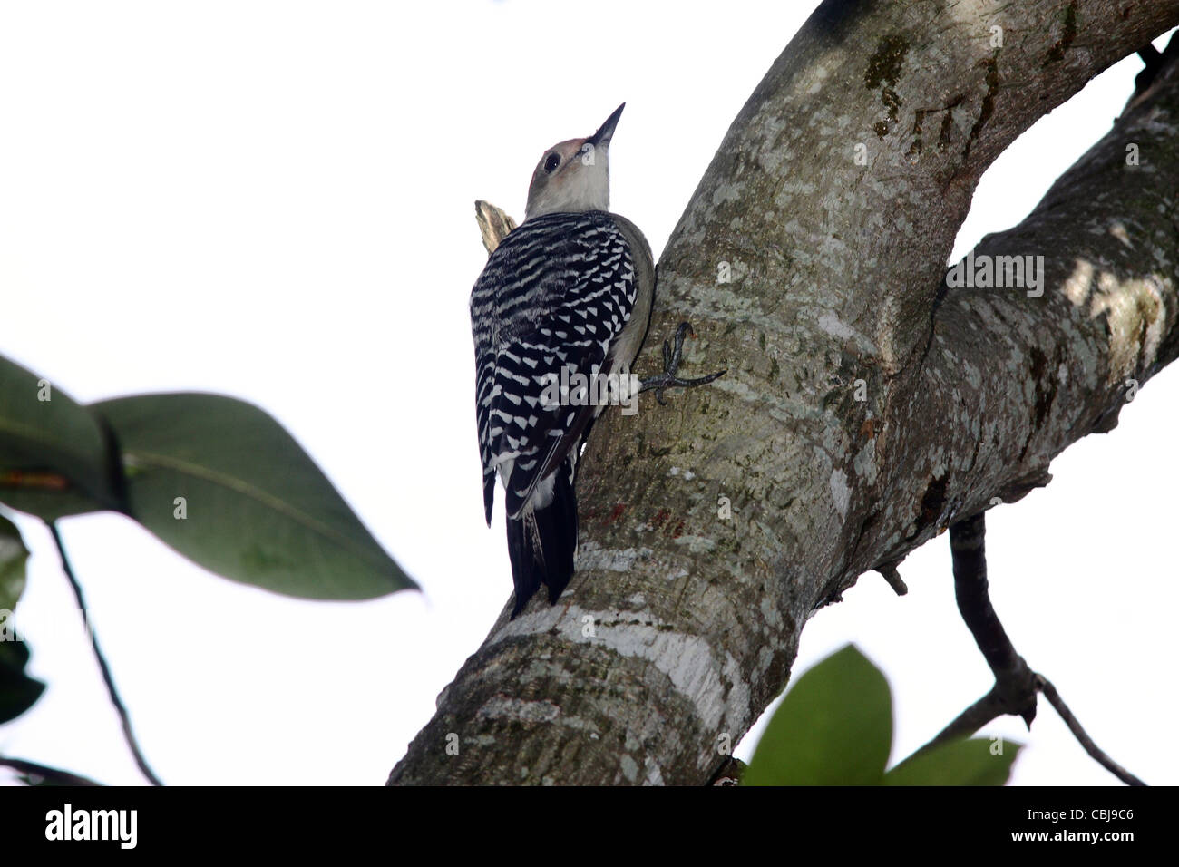 Red-bellied Woodpecker Stock Photo