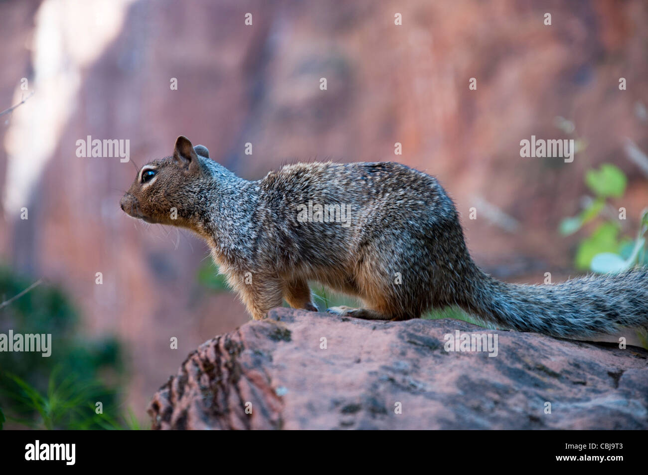 Zion National Park in State of Utah USA Stock Photo - Alamy