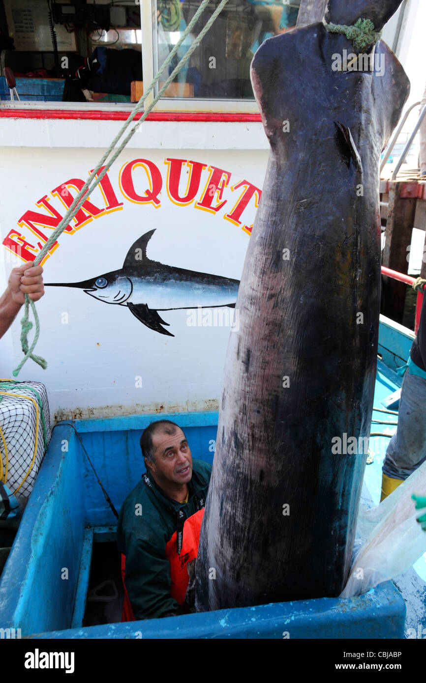 Unloading swordfish ( Xiphias gladius ) from hold of fishing boat, Iquique , Region I , Chile Stock Photo