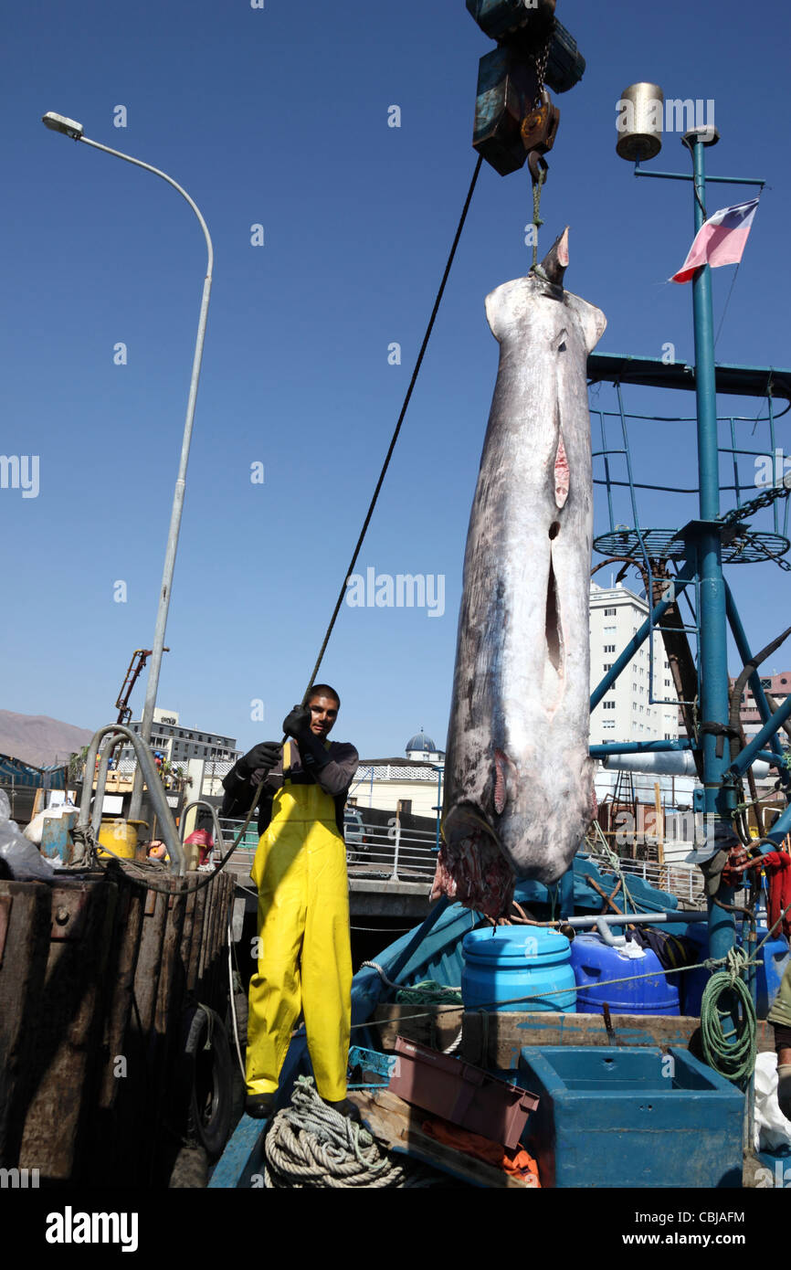 Unloading swordfish ( Xiphias gladius ) from fishing boat, Iquique