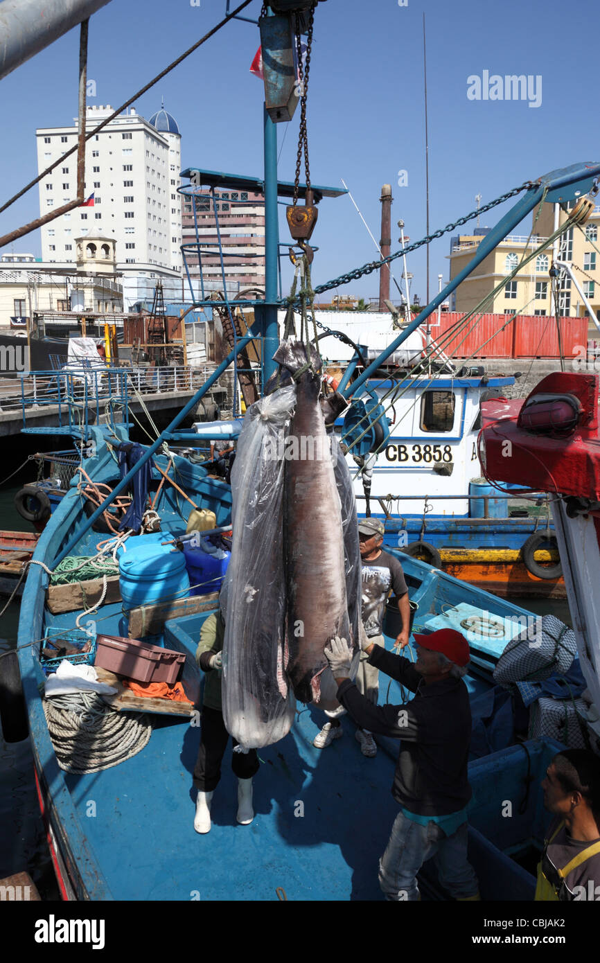 Unloading swordfish ( Xiphias gladius ) from fishing boat, Iquique , Region I , Chile Stock Photo