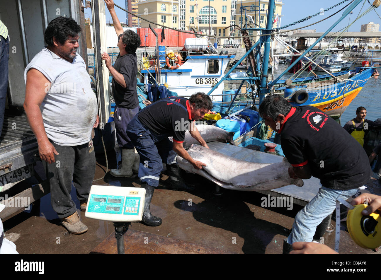 Putting a swordfish ( Xiphias gladius ) on scales for weighing , Iquique , Region I , Chile Stock Photo