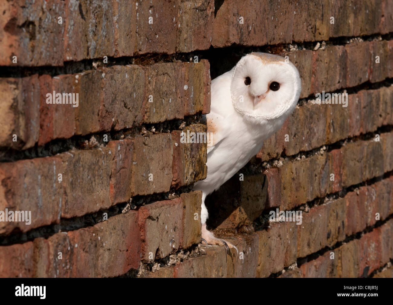 barn owl looking out of a hole in a wall Stock Photo