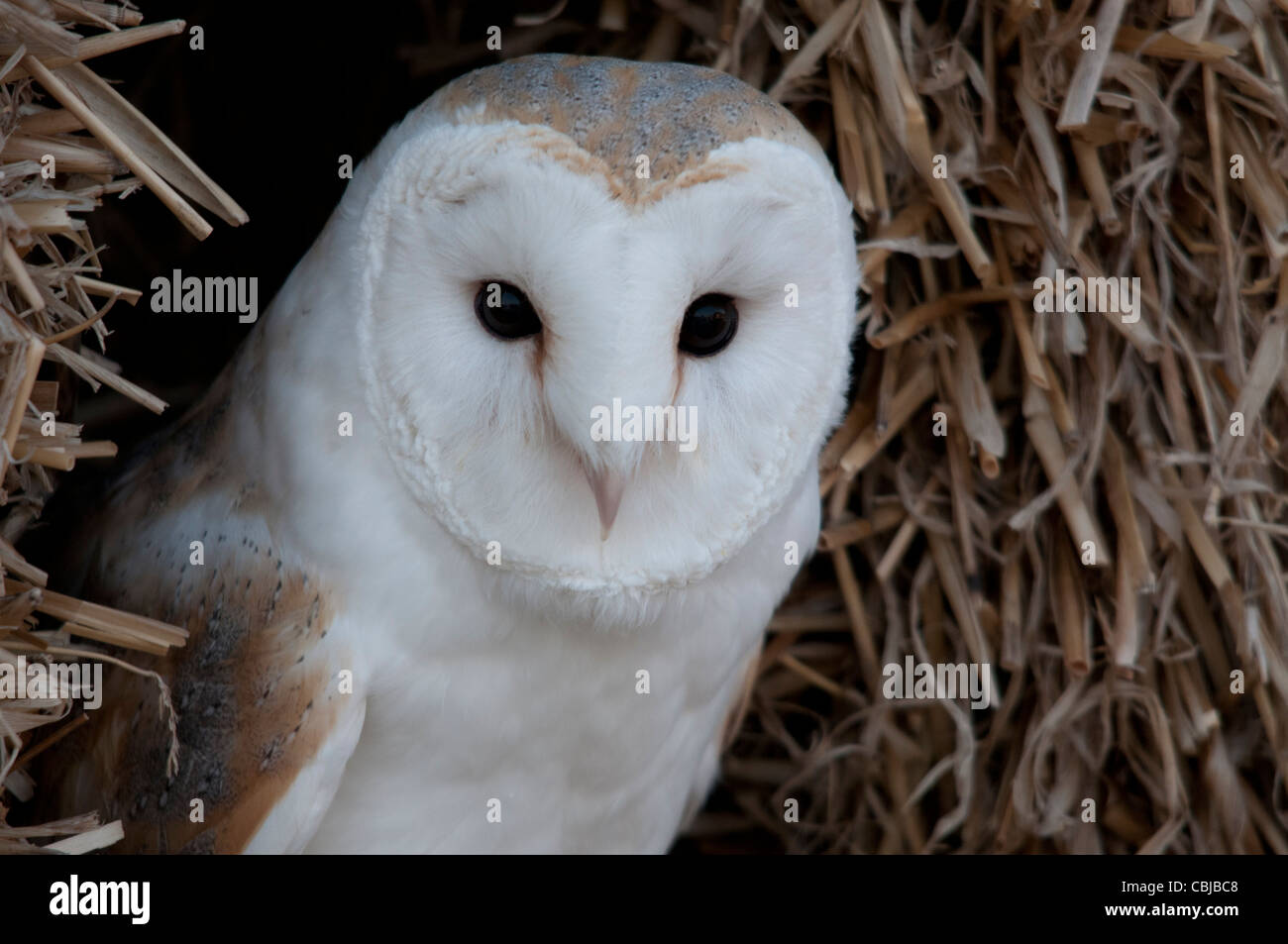 barn owl in hay bale Stock Photo Alamy