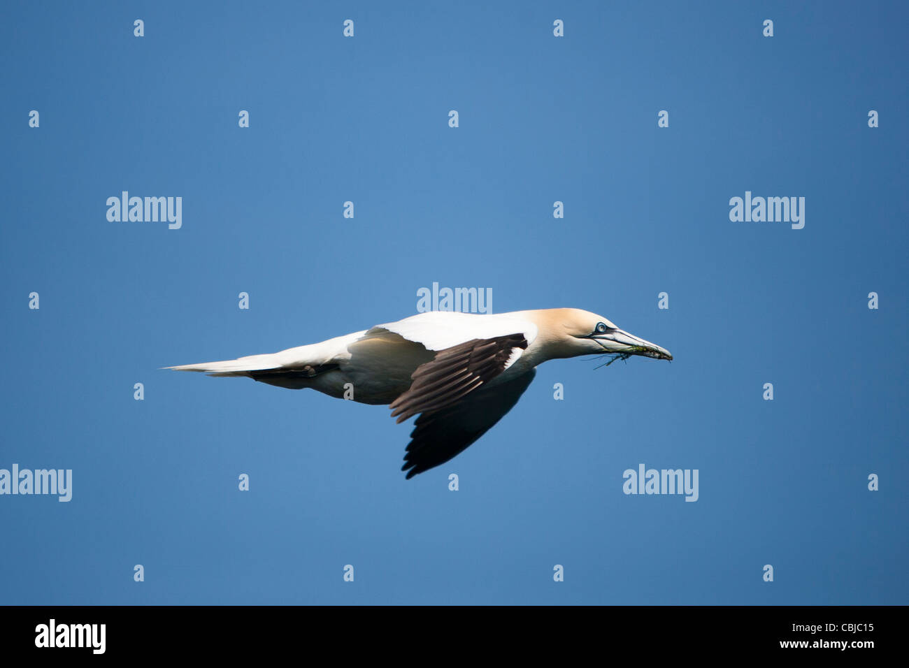 Gannet, Baßtölpel, Sula bassana, Noss, Shetland, Scotland, Great Britain adult bird flying with nesting material Stock Photo