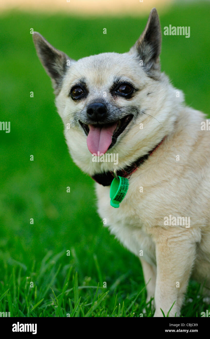 Shorthair Chihuahua dog male in green grass, Australia Stock Photo