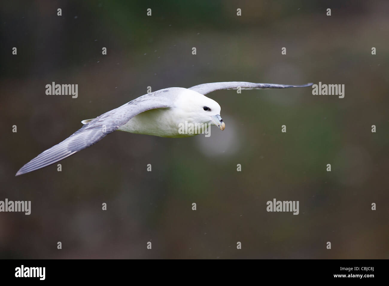 Fulmar, Fulmarus glacialis, Eissturmvogel, Shetland, Scotland, adult bird gliding Stock Photo