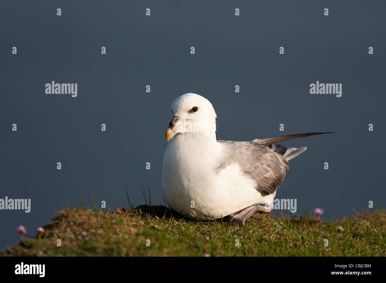 Fulmar, Fulmarus glacialis, Eissturmvogel, Shetland, Scotland, adult bird sitting on grass Stock Photo