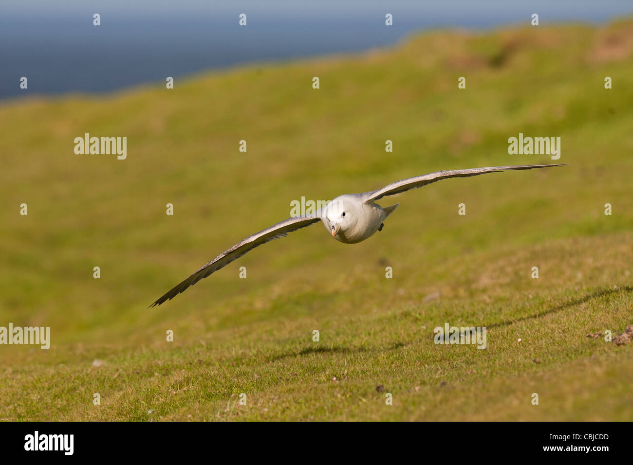 Fulmar, Fulmarus glacialis, Eissturmvogel, Shetland, Scotland, adult bird soaring Stock Photo