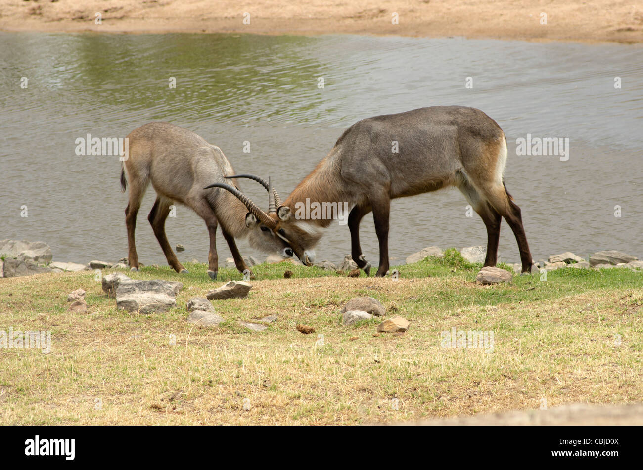 Antelopes fighting in Ruaha National Park, Tanzania Stock Photo