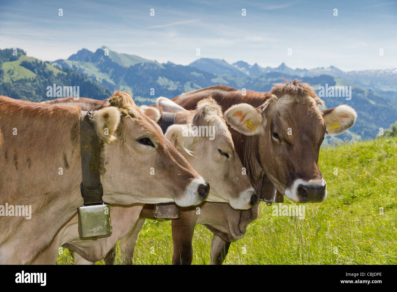 brown swiss cows on mountain pasture in Switzerland Stock Photo Alamy