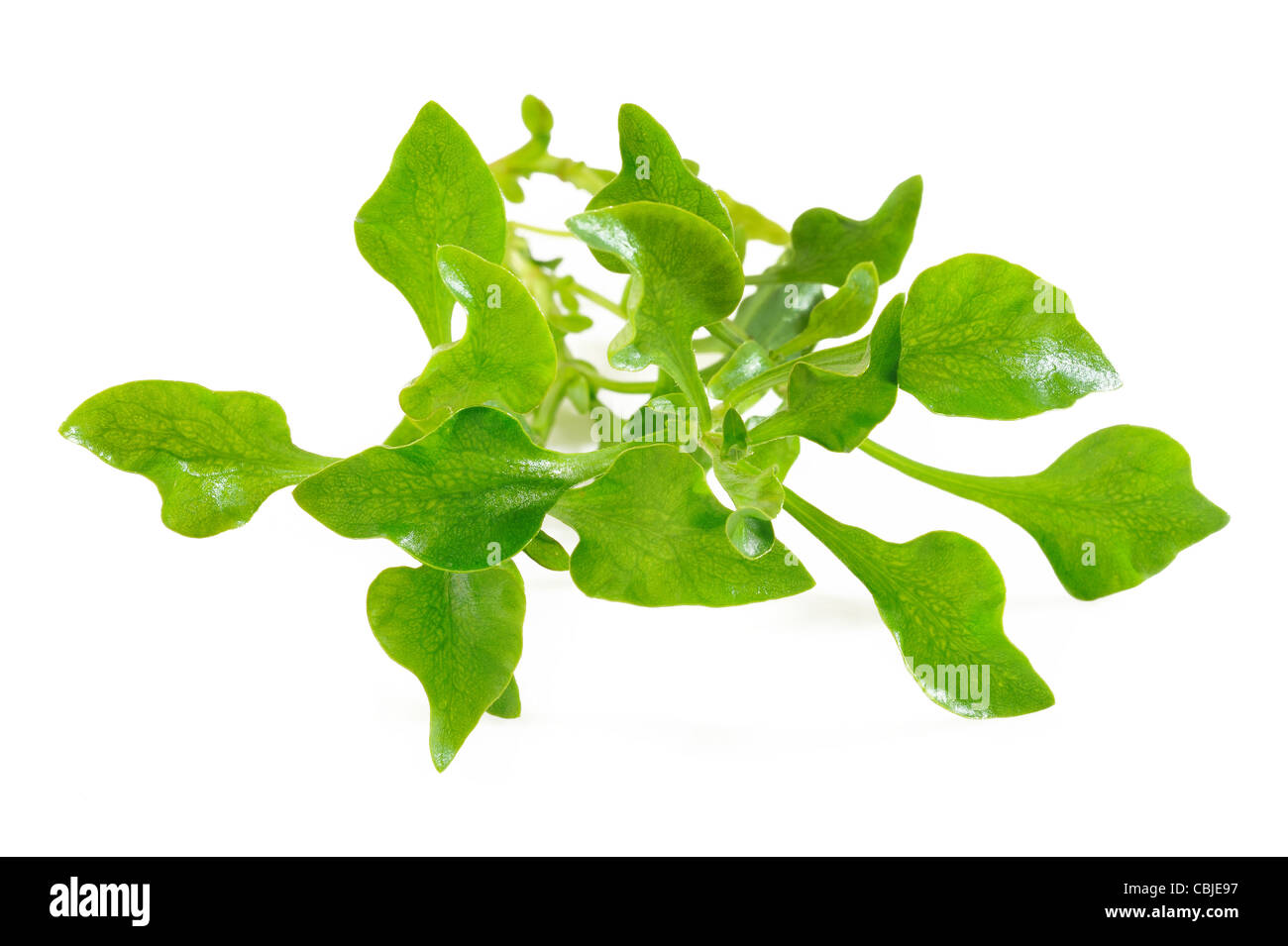 watercress on white background Stock Photo