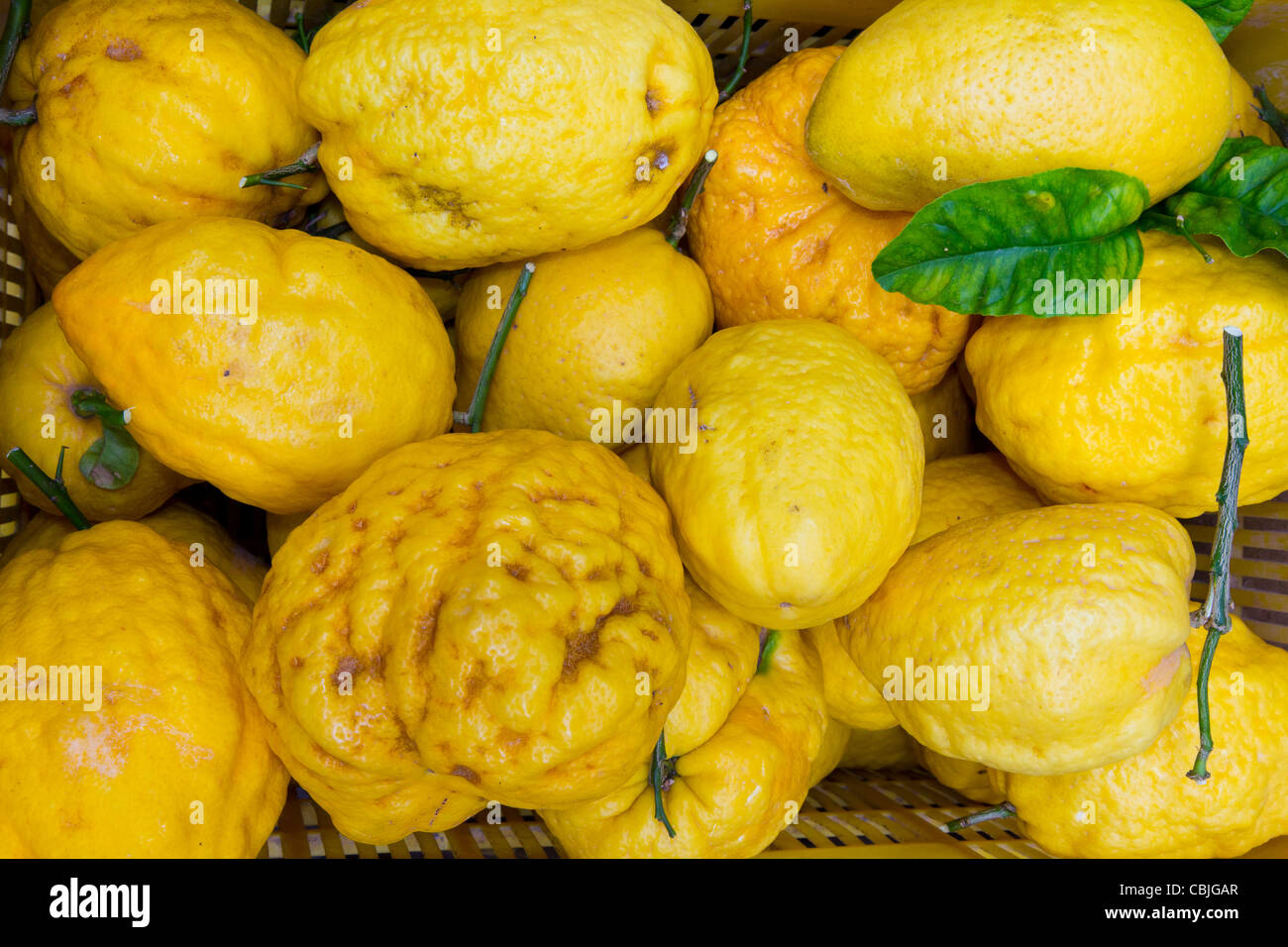 An assortment of lemons of all sizes sold in Amalfi in Italy. Stock Photo