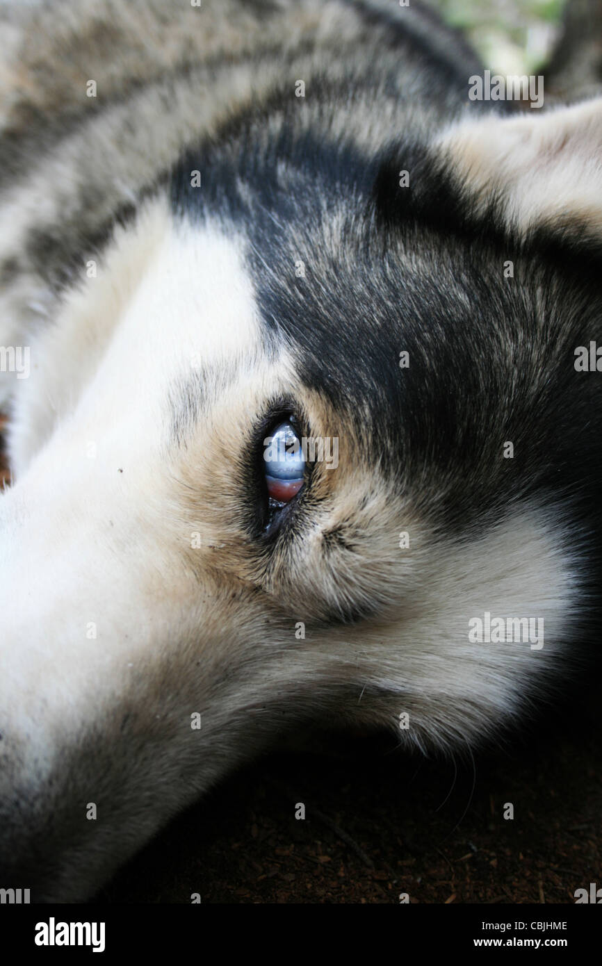 resting husky dog looks up with one blue eye Stock Photo