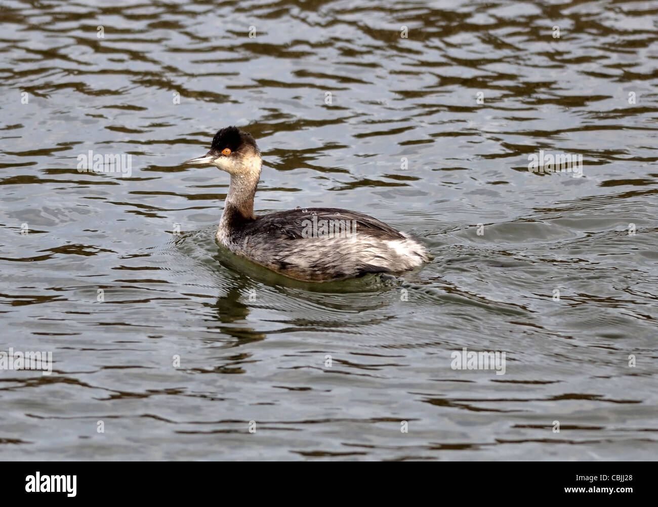 A Eared Grebe duck  (Podiceps nigricollis) seen here on the water. Stock Photo