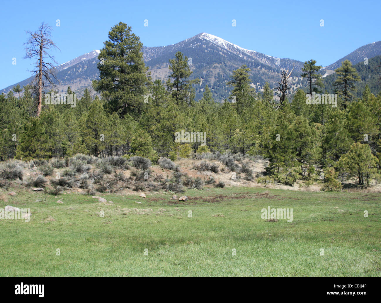 a green grass meadow and the San Francisco Peaks with Ponderosa Pines Stock Photo