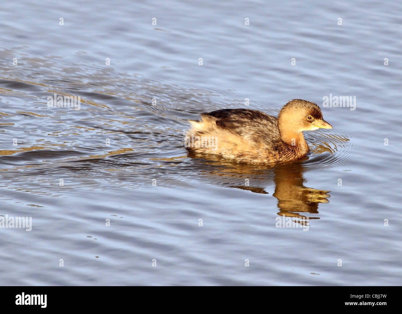 A Pied-billed Grebe duck (Podilymbus podiceps) seen here on the water. Stock Photo