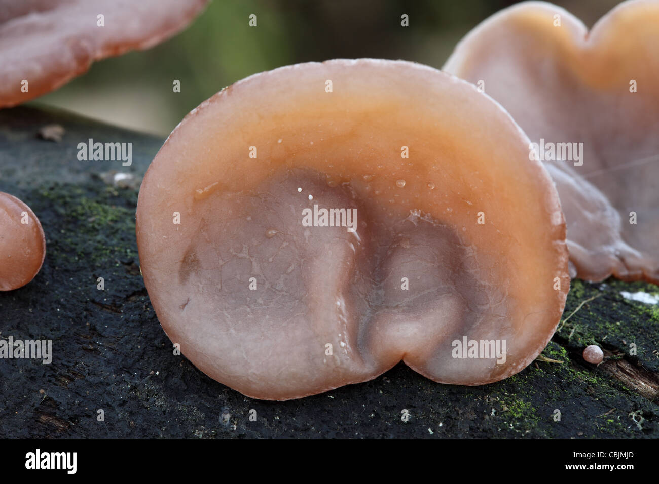 Ear Fungus Hirneola auricula-judae Stock Photo