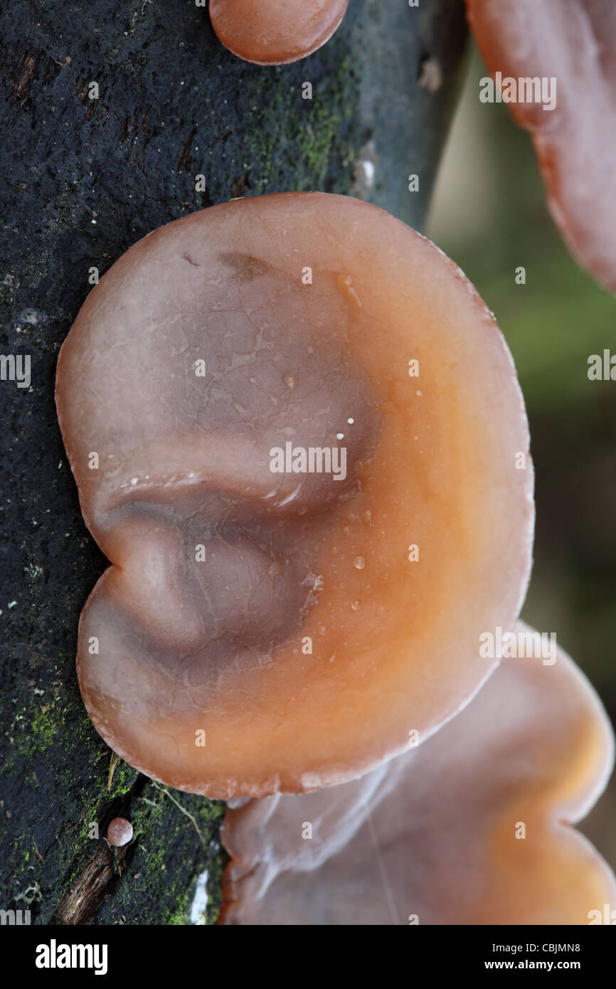 Ear Fungus Hirneola auricula-judae UK Stock Photo