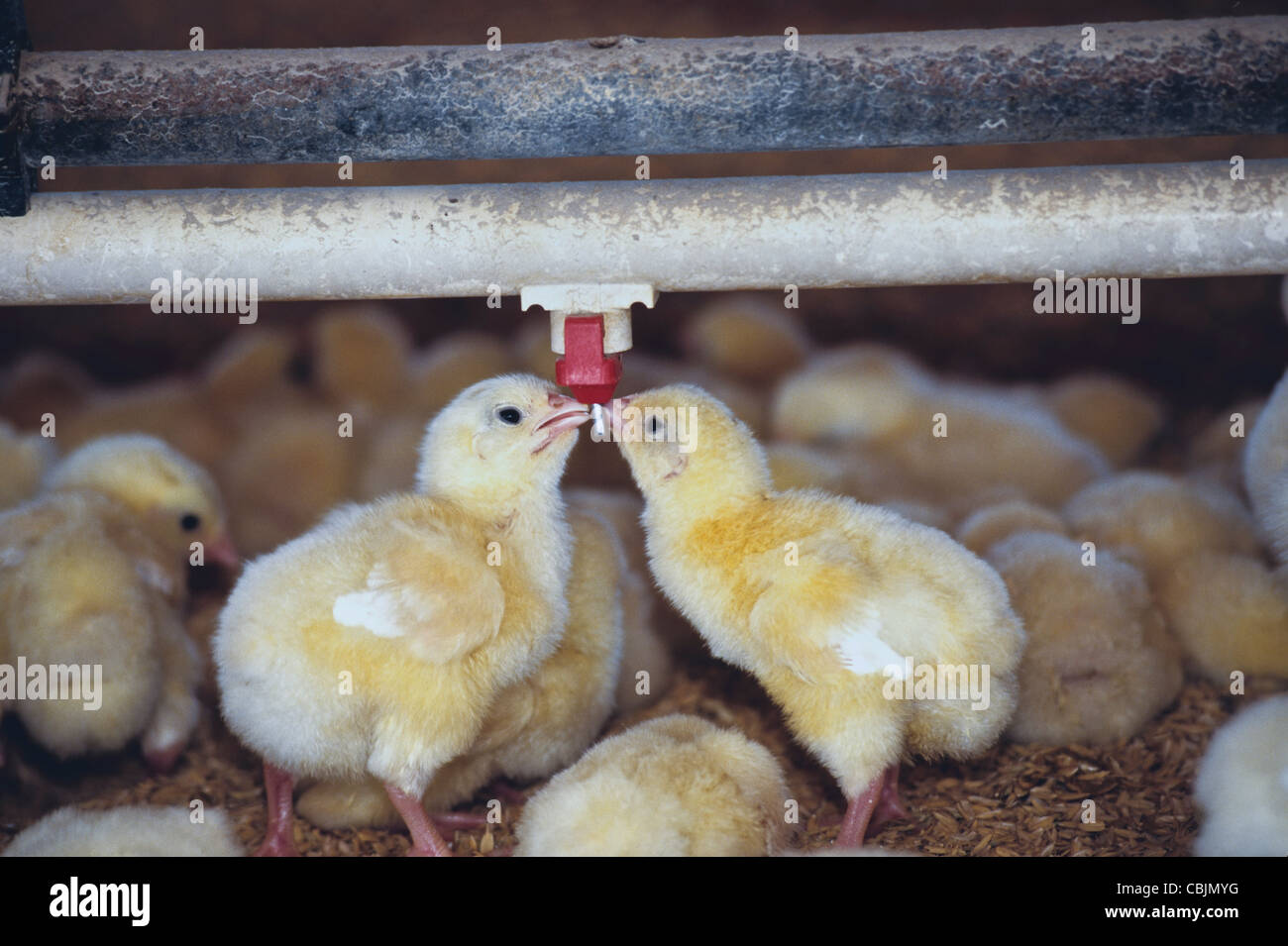 Baby chicks drinking water Stock Photo Alamy
