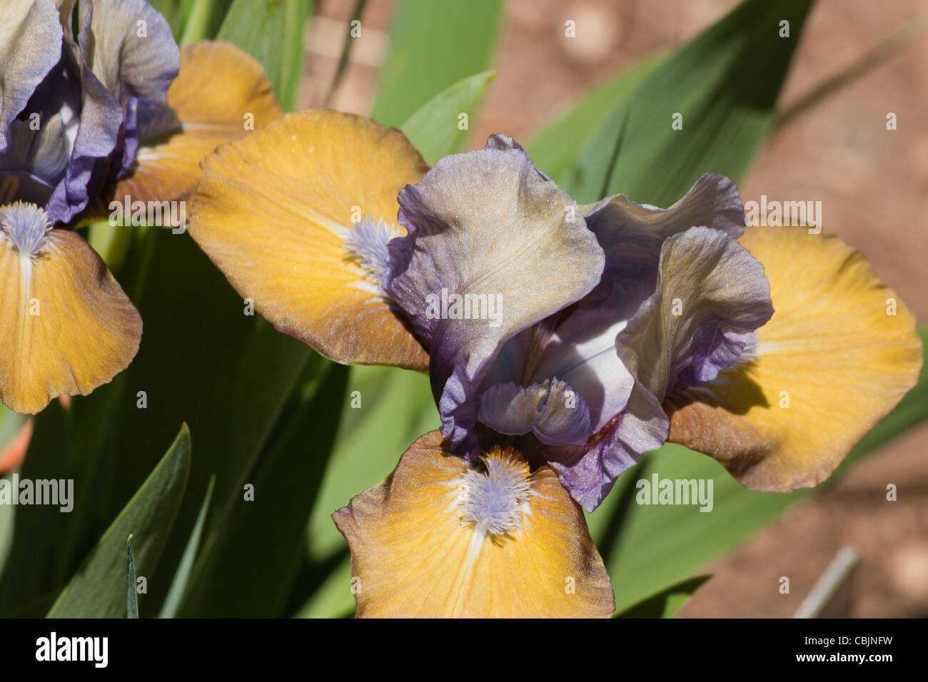 Dwarf iris in bloom at the Denver Botanical Gardens. Stock Photo
