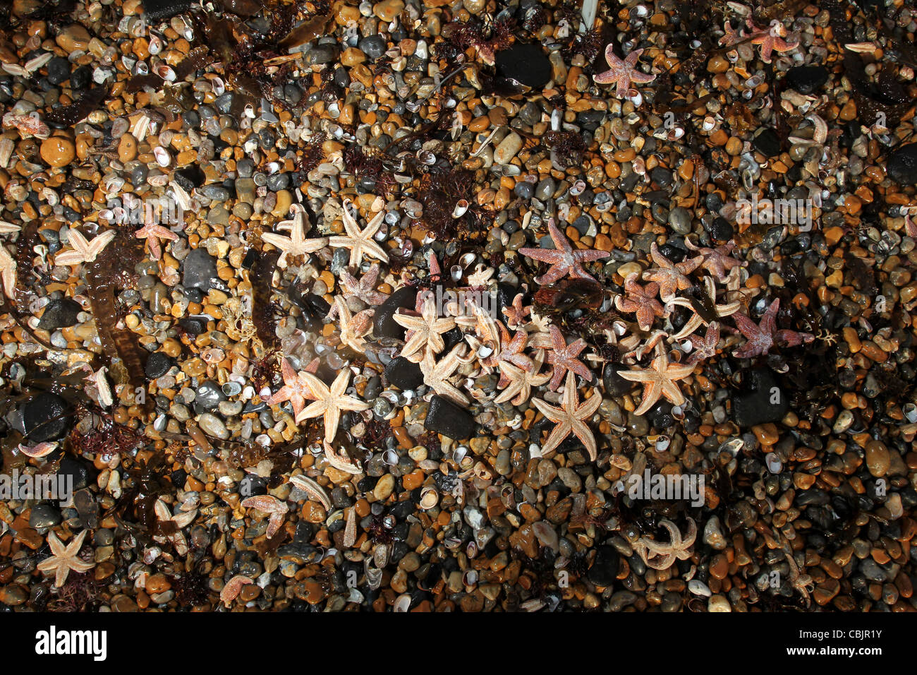 A large group of Starfish pictured washed up on Brighton Beach, East Sussex, UK. Stock Photo