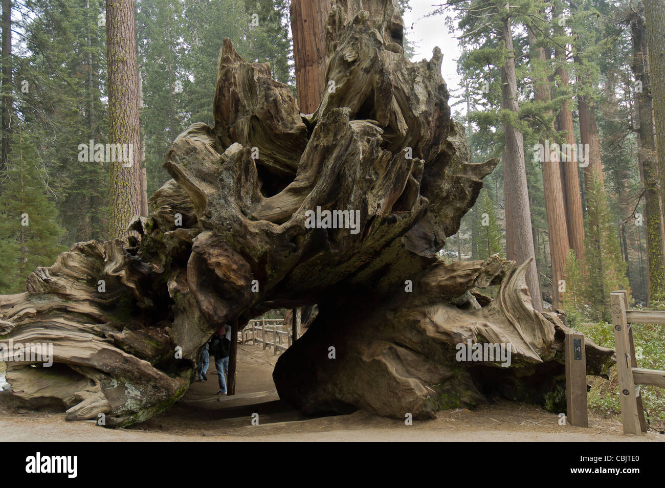 largest trunk in the world where people walk through in Sequoia