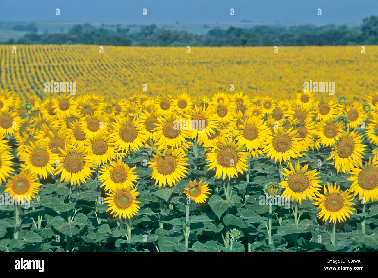 Sunflower field facing sunrise Stock Photo - Alamy