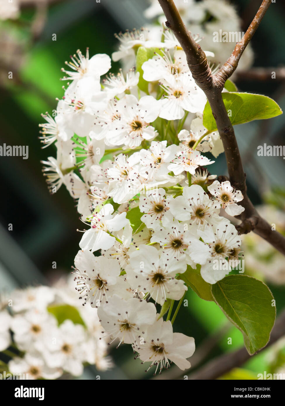 Crabapple tree in bloom Stock Photo Alamy