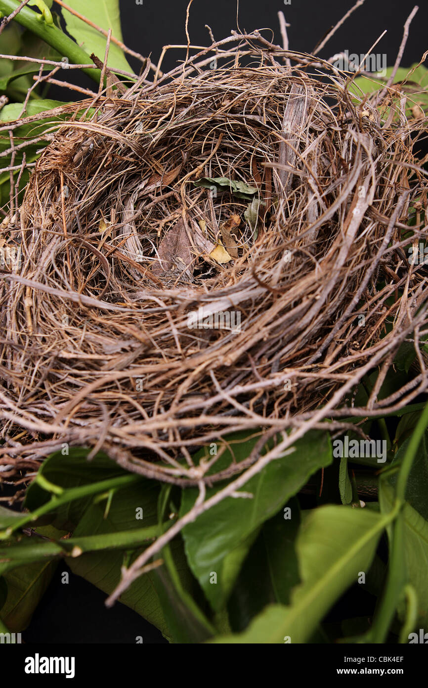An empty bird nest with tree branches and black background Stock Photo ...