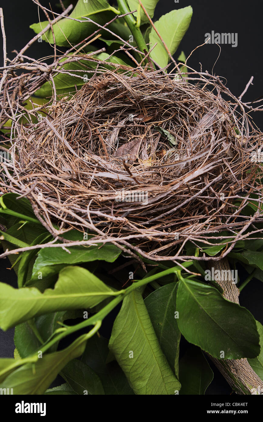 An empty bird nest with tree branches and black background Stock Photo ...