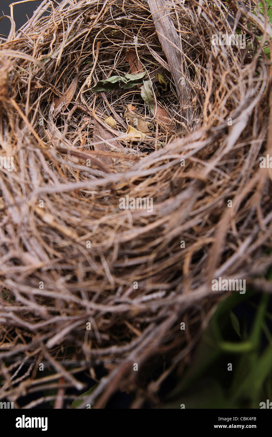An empty bird nest with tree branches and black background Stock Photo ...