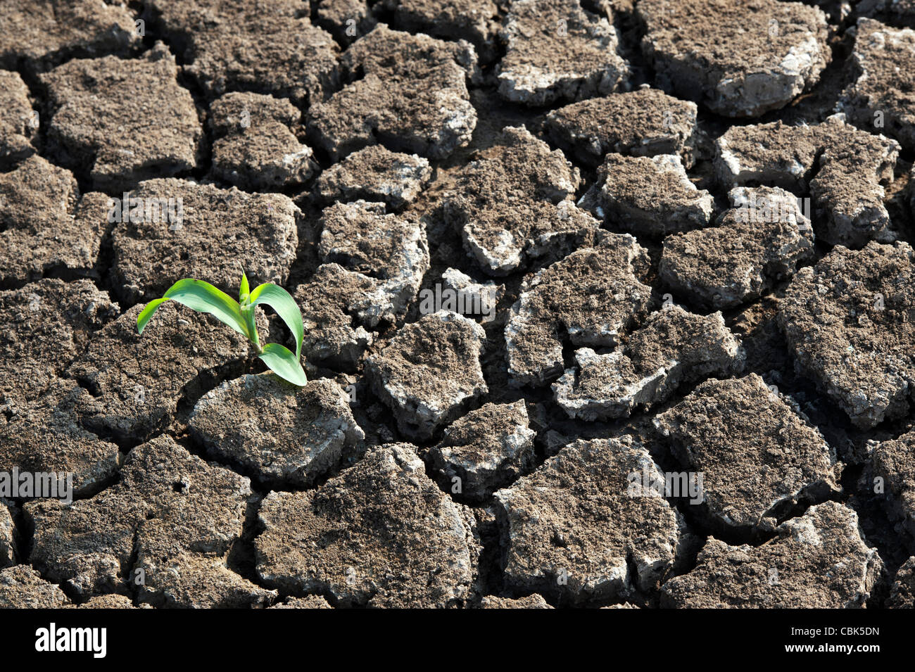 Plant seedling growing the the dry cracked earth in india Stock Photo