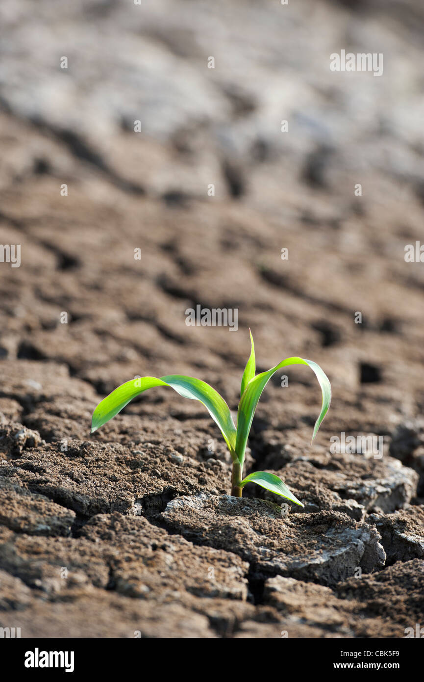 Plant seedling growing the the dry cracked earth in india Stock Photo