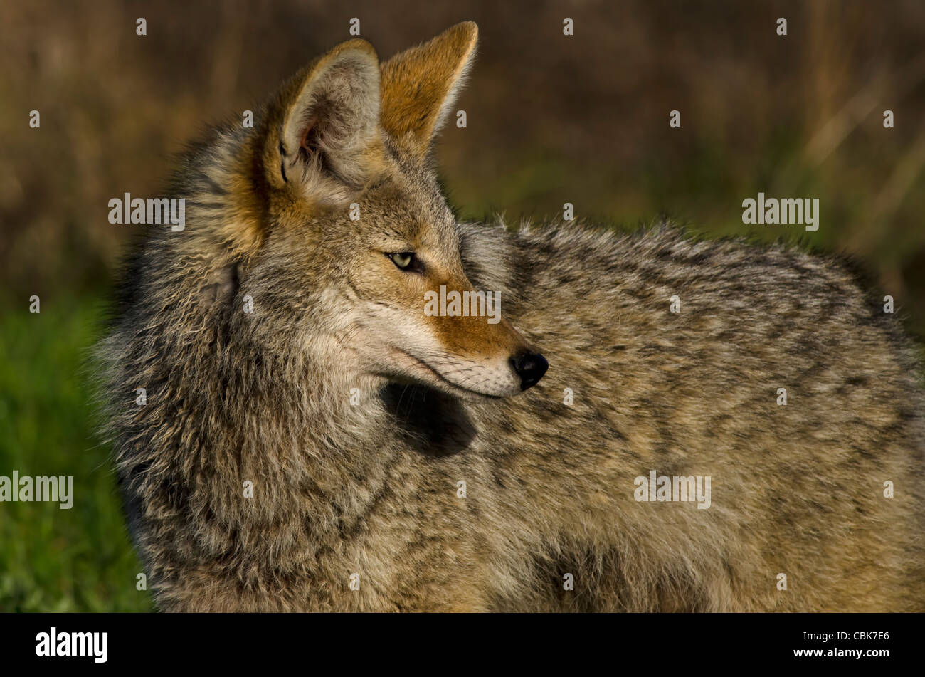 Coyote in the morning sunlight Stock Photo