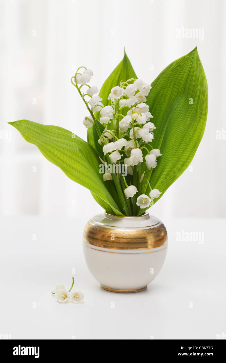 Lilly of the Valley in vase with window light Stock Photo - Alamy