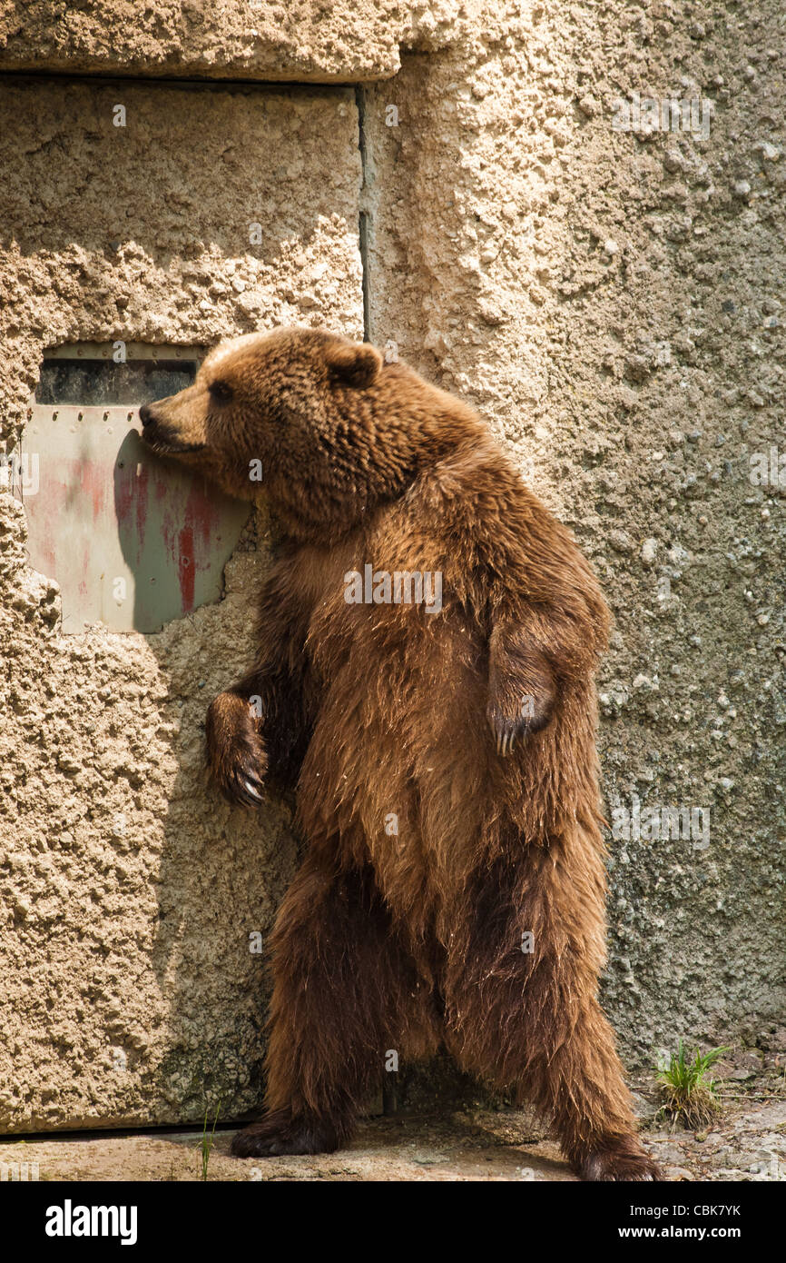 Bear portrait in Salzburg zoo in Austria Stock Photo Alamy