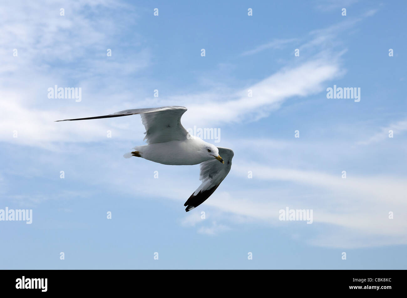 seagull flying in a cloudy sky Stock Photo - Alamy