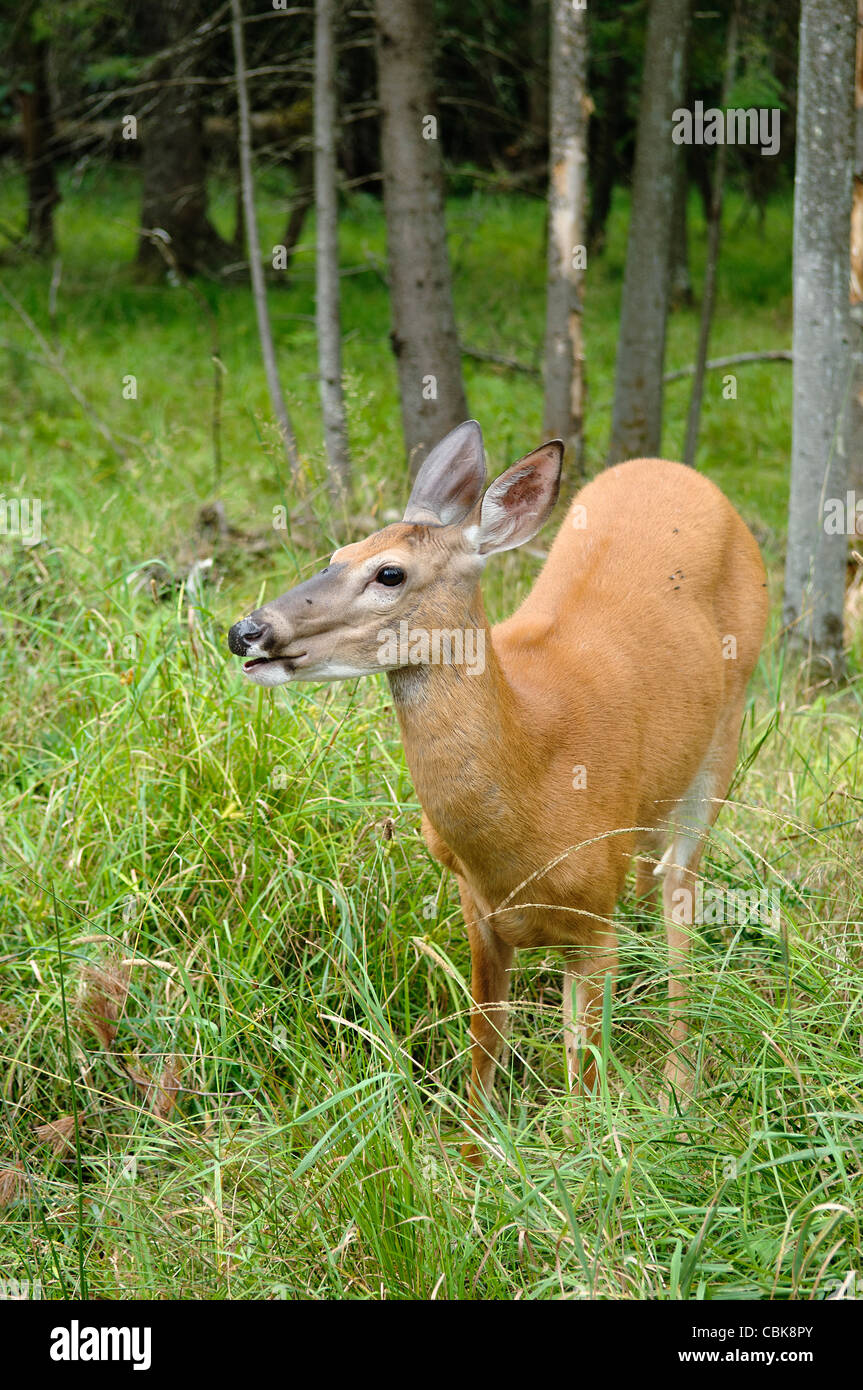 Doe in nature Stock Photo - Alamy