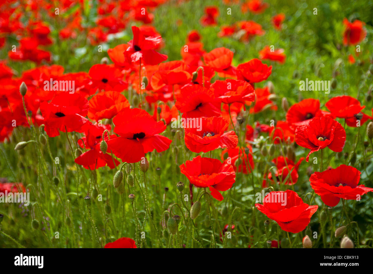 A field of scarlet poppies near Roslin in Midlothian, Scotland. SCO 7804 Stock Photo