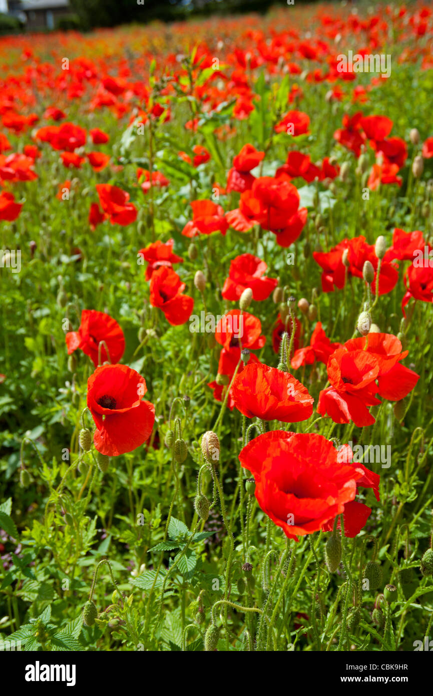 A field of scarlet poppies near Roslin in Midlothian, Scotland. SCO ...