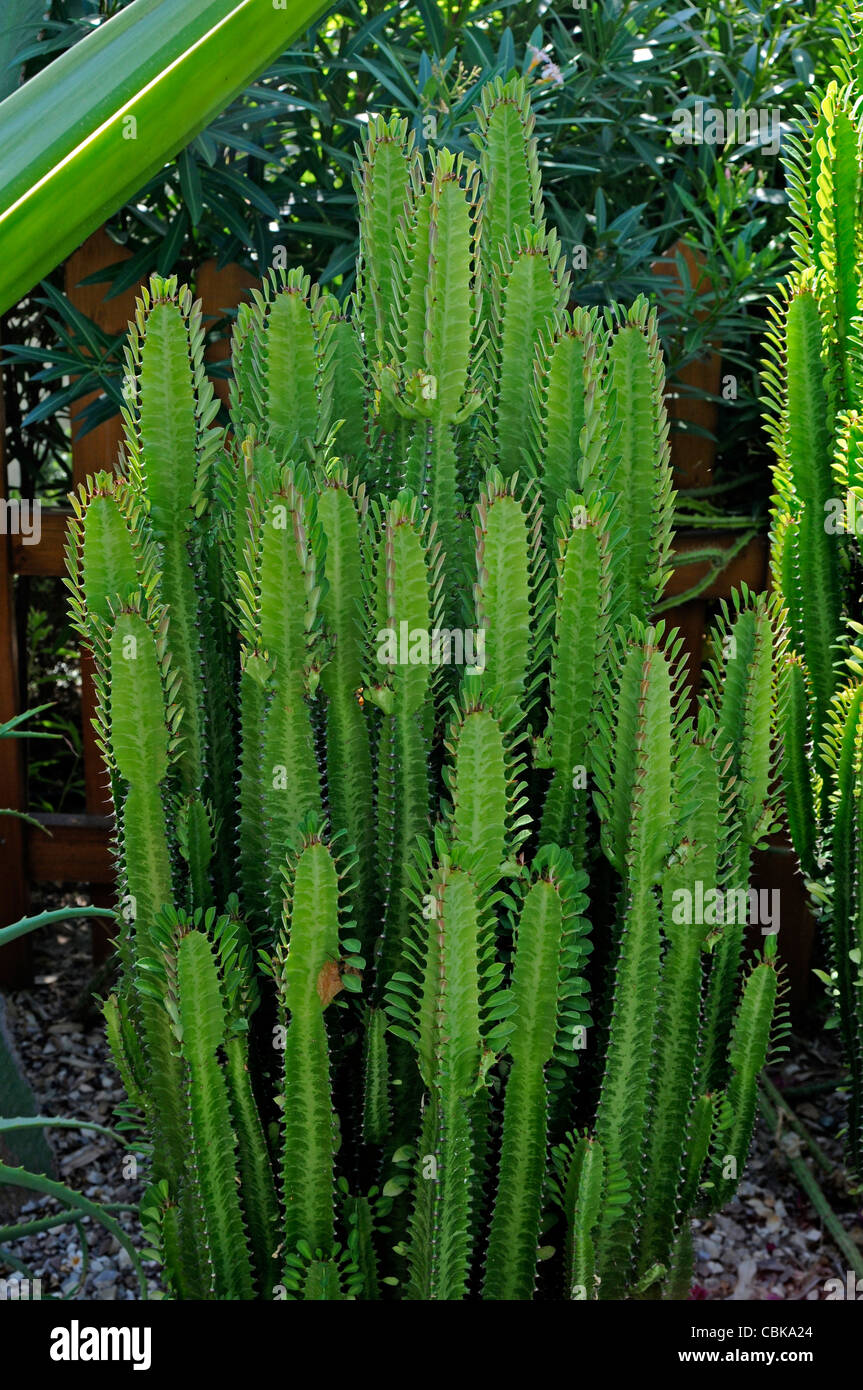 Euphorbia trigona hi-res stock photography and images - Alamy