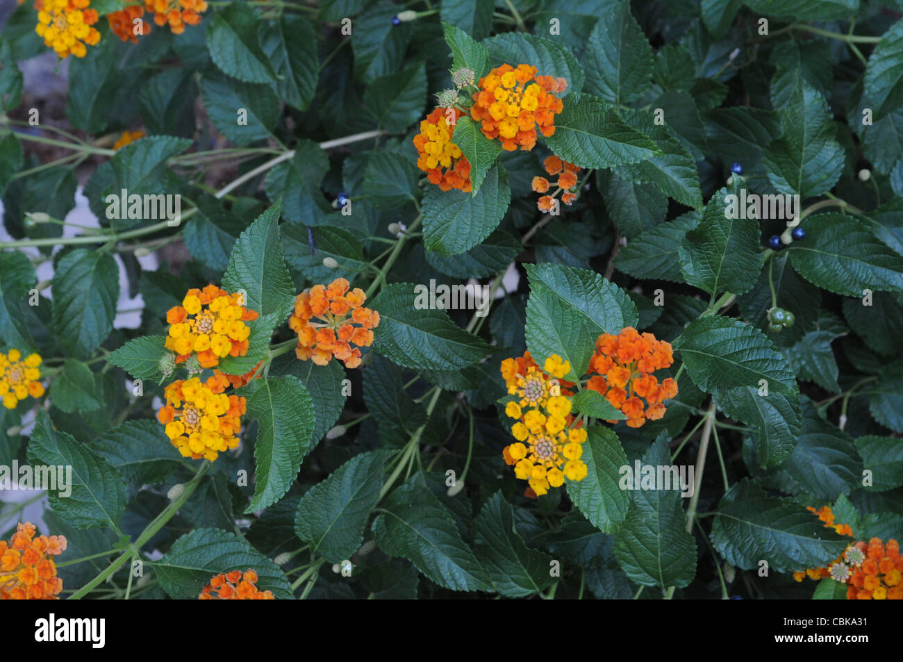 A colourful border detail of Lantana camara Stock Photo