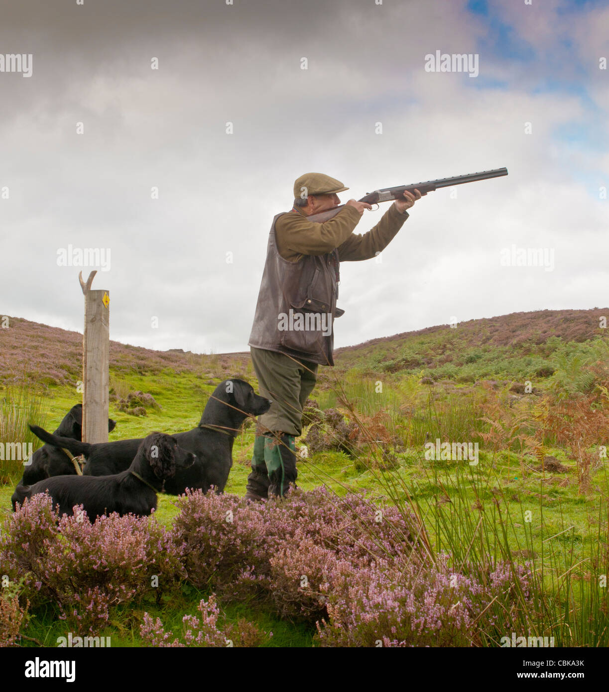 Grouse Hunting England