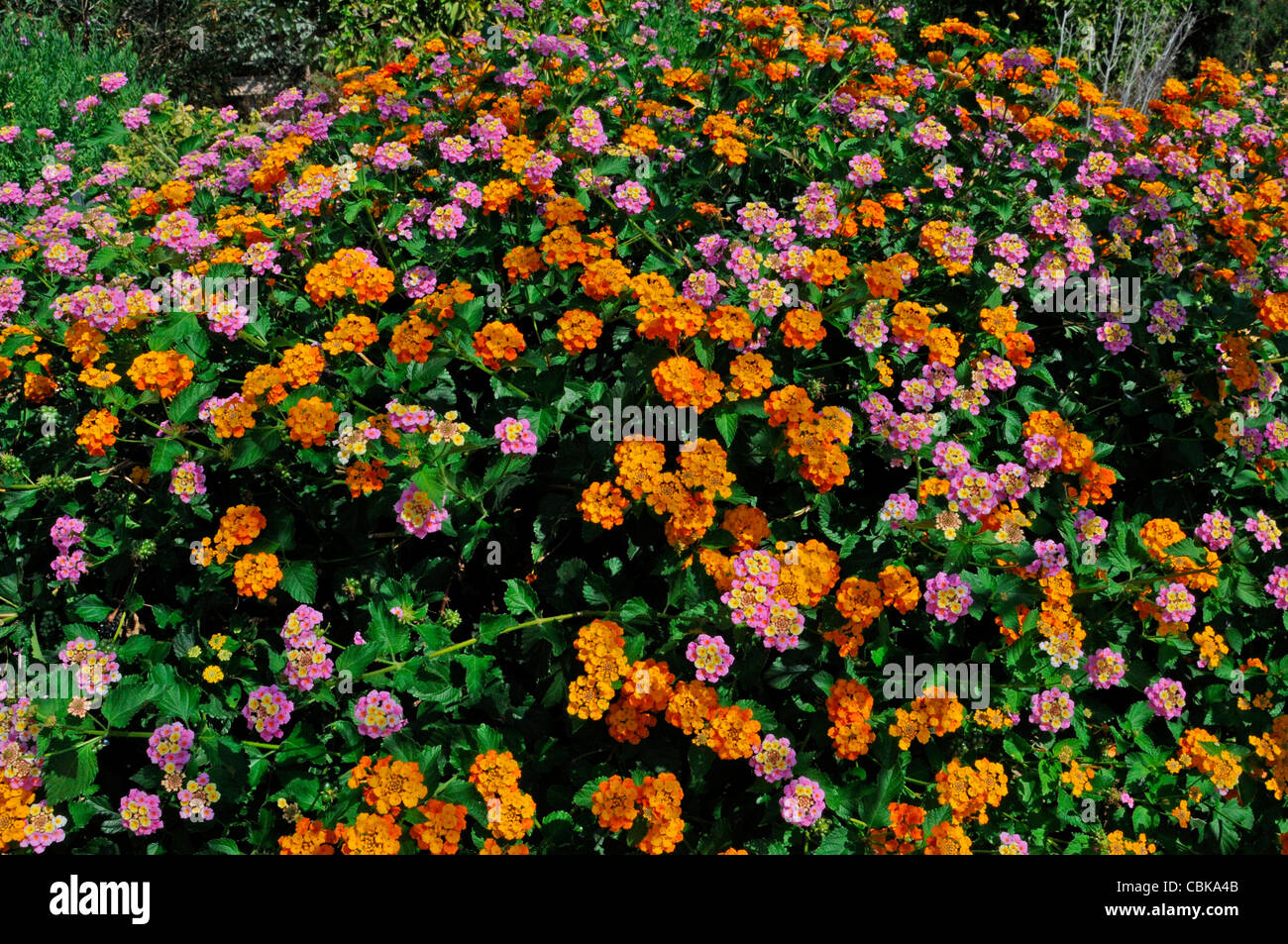 A colourful border detail of Lantana camara Stock Photo Alamy