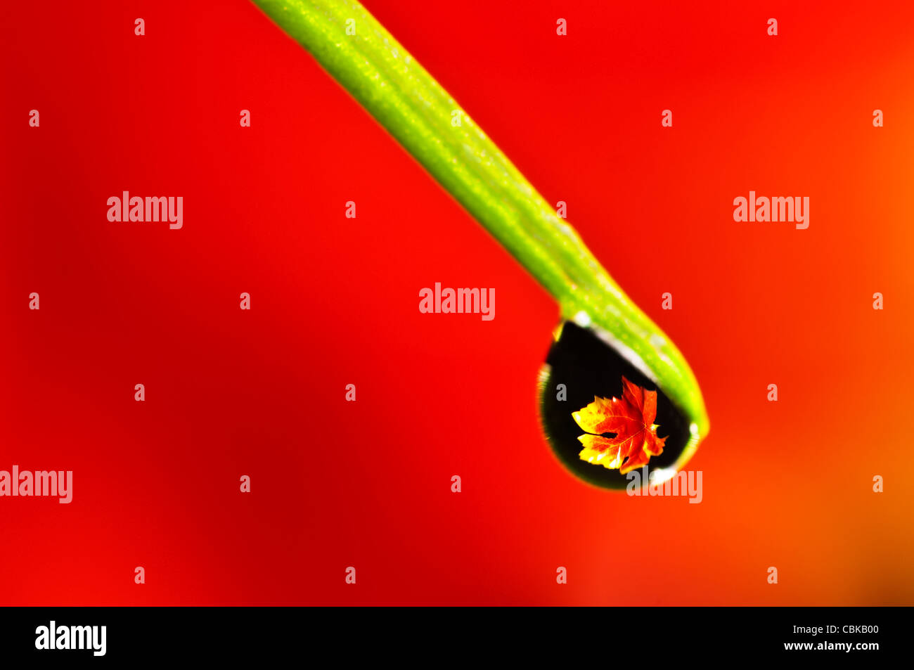 Water Drop Refraction Stock Photo Alamy