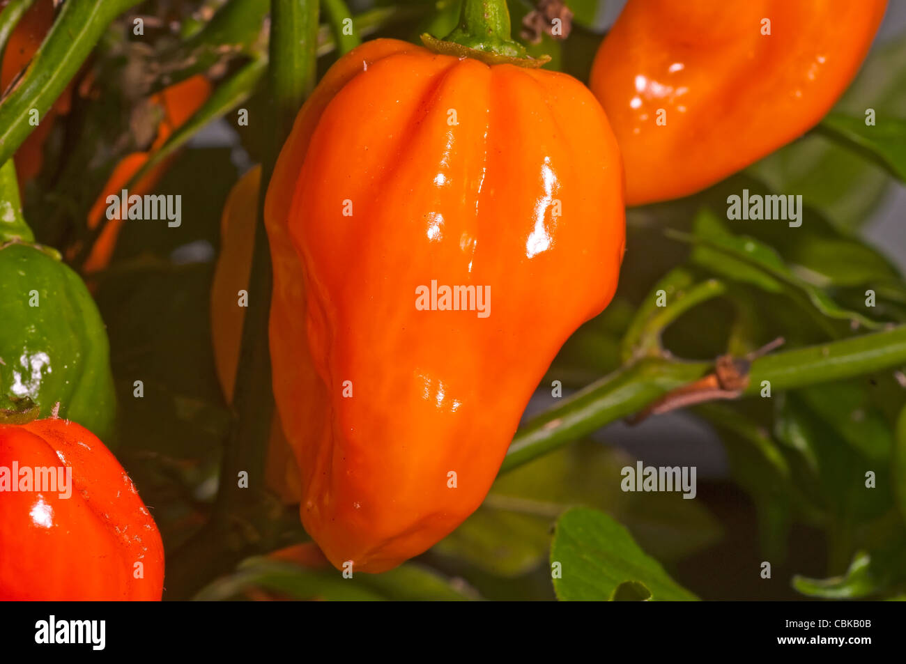 chili Ghost Pepper, the most pungent chili of the world Stock Photo