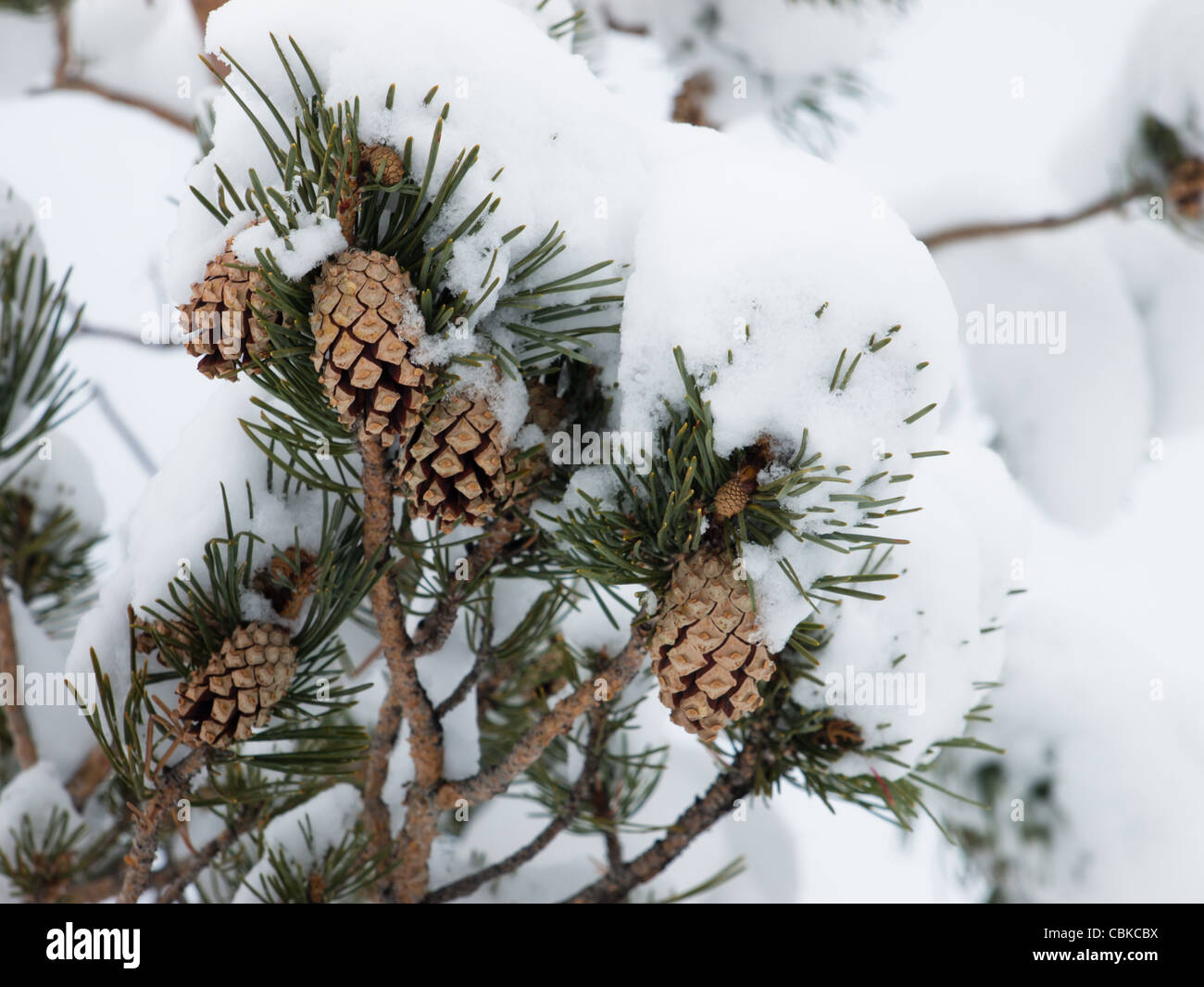 Close-up of pine cones hanging from a tree Stock Photo - Alamy