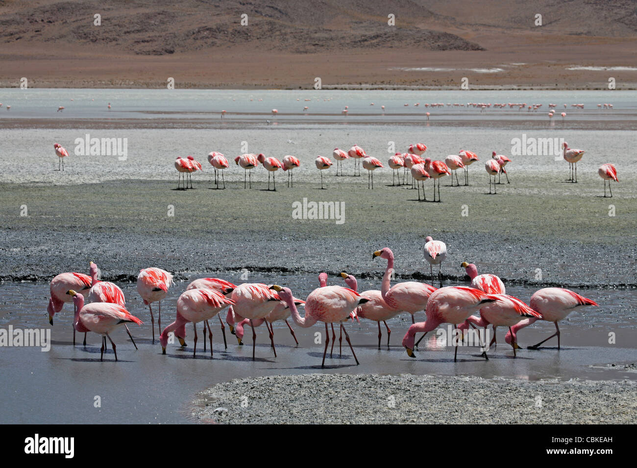 Puna / James's Flamingos (Phoenicoparrus jamesi) foraging in the salt lake Laguna Hedionda, Altiplano, Bolivia Stock Photo