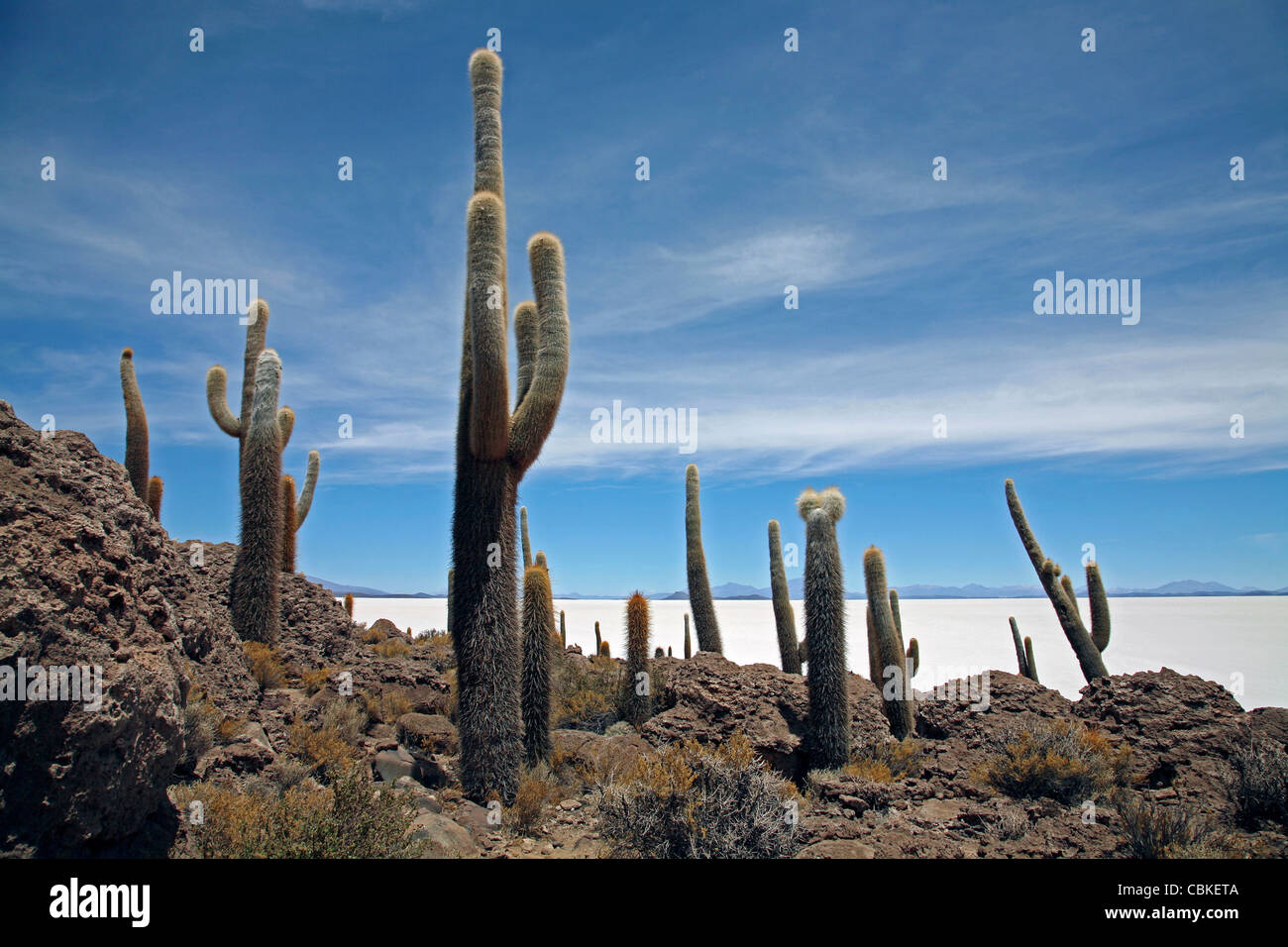Cacti (Echinopsis atacamensis / Trichocereus pasacana) on Isla de los Pescadores at salt flat Salar de Uyuni, Altiplano Bolivia Stock Photo